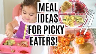 Protein Guide for Picky Eaters [upl. by Akena]