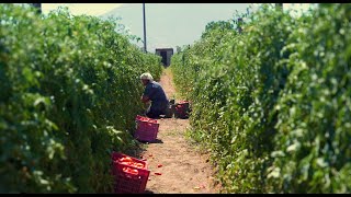 RED GOLD FROM EUROPE  The journey of the organic tomato from the field to the plate 2024 [upl. by Bum]