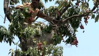 Lychee Picking on top of the tree [upl. by Fosdick]