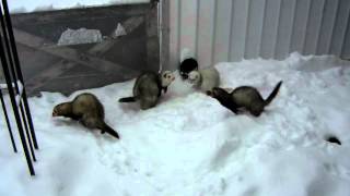 Ferrets playing in snow [upl. by Rowley22]