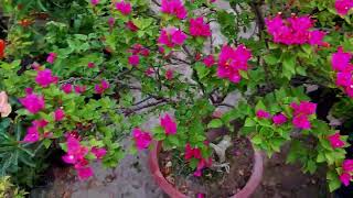 Bougainvillea bonsai in my garden 5 years oldjarif gardening [upl. by Enelrad]