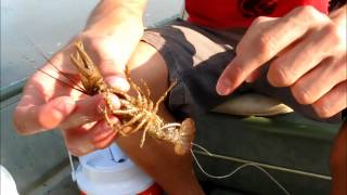 How to Hook a Crawdad Crawfish for Catfish and Bass [upl. by Piks770]