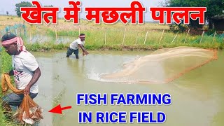 धान के खेत में मछली पालन  Fish Farming in Rice Field  Fish Farming Odisha  Village के MBA [upl. by Byrn]