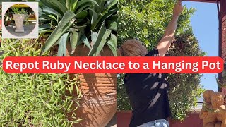 Repotting Ruby Necklace Othonna Capensis into a Hanging Basket [upl. by Audette]