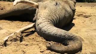 An elephants life has ended  Sheldrick Trust [upl. by Perpetua]