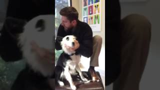 Animal ChiropracticDog gets spine adjusted [upl. by Heater]