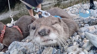 Otter Komugi Turned Back into a Baby on His Birthday [upl. by Nealon722]