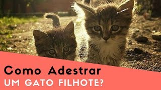 Como Adestrar Um Gato Filhote [upl. by Dayle677]