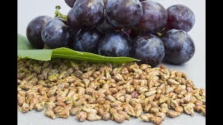 5 Serious Side Effects Of Grape Seed Extract important to know [upl. by Given]