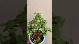 My Jade plant shortsytshorts viralvideo [upl. by Yrrem146]