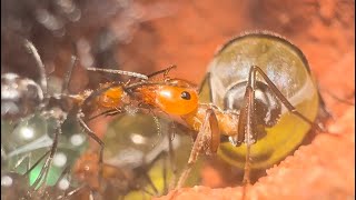 Life inside an ANT COLONY Myrmecocystus Placodops Care guide at the end [upl. by Derfla398]