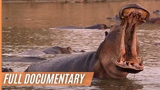 Close up with the Hippos  Spectacular Footage of the African Landscape  Full Documentary [upl. by Hamilton]