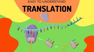 Decoding the Genetic Code from DNA to mRNA to tRNA to Amino Acid [upl. by Aneeuqahs]