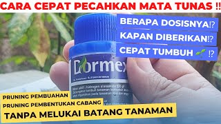 CARA MENGGUNAKAN DORMEX SESUAI DOSIS 2023‼️ berkebun [upl. by Kora]