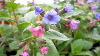 Propiedades Curativas de la Pulmonaria Pulmonaria officinalis [upl. by Ronyar]