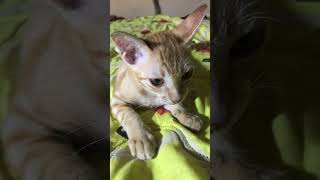 Hilarious Video Of A Cat Taking A Nap 😹 [upl. by Lester]