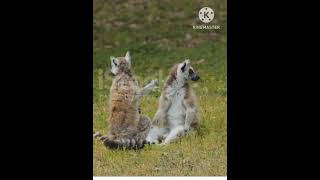 Sifaka एक विचित्र बंदर। facts shorts animals monkey animalfacts [upl. by Gabriella]