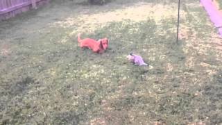 Dachshund vs opossum cute video [upl. by Dennett]