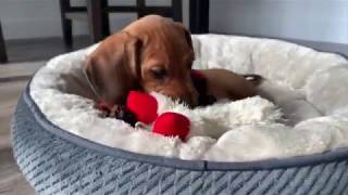 Mini Dachshund Puppys First Week At Home [upl. by Philip791]