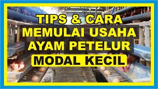 Cara Memulai Usaha Ayam Petelur Modal Kecil [upl. by Nagam256]