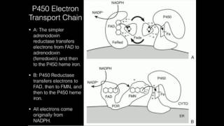 Cytochrome P450 Electron Sources P450 Reductase or Adrenodoxin [upl. by Annenn]