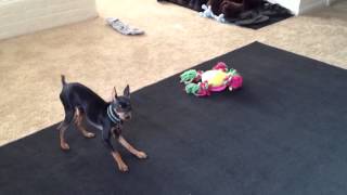 Minpin Barking [upl. by Itirp]