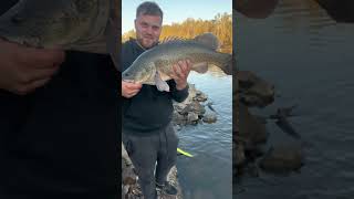 Nice 75cm Murray Cod caught by my cousin Davo 🎣 fishing murraycod yarrawonga [upl. by Berthoud119]