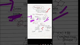 class12biology reproductioninorganism parthenogenesis neet biology boardexam neet shorts [upl. by Aibun346]