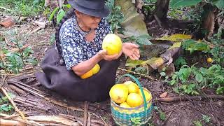 Cosechando Membrillos en mi finca [upl. by Vania800]