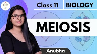 Class 11  Meiosis  NCERT HINDI [upl. by Yasmin]