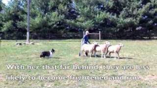 Scarlett the Sheltie Herding Sheep [upl. by Alyworth975]