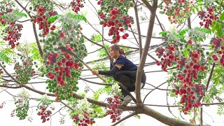 Harvesting Chinaberry Tree  A Fruit Known As The Fruit Of Immortality Goess to market sell [upl. by Haleelahk712]