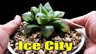 Aeonium Black Death Aloe Vera amp Haworthia  VLOG 108 Succulents amp Coffee with Liz [upl. by Ranita]