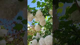 Viburnum macrocephalum common name Chinese snowball Barnet London June 2024 [upl. by Aicarg259]