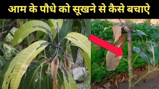 आम के पौधे को सूखने से कैसे बचाऐmango diseases and treatment gardening [upl. by Leaw]