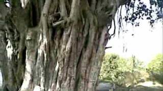 Banyan tree [upl. by Sarette]