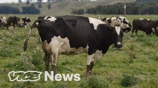 Are Cow Burps Destroying New Zealand [upl. by Nauwtna663]