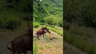 Lions Hunting Buffalo Nature in Action Wildlife Predators [upl. by Bussey771]