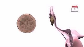 General Embryology  Detailed Animation On Implantation [upl. by Swinton]