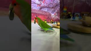 Bird Training  Smart lovebird Parrot  Smart Little Cute Parrot ❤️ training smartparrot cute [upl. by Ahseit]