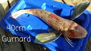 NZ Wharf Fishing In Winter  Catching Gurnard and Kahawai [upl. by Benson]