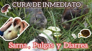 CONEJOS  CURA LA DIARREA  SARNA Y PULGAS muy rapido 👇🐇 [upl. by Chyou]