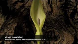 Arum maculatum flower opening time lapse [upl. by Ellednahc]