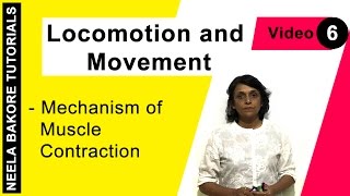 Locomotion and Movement  NEET  Mechanism of Muscle Contraction  Neela Bakore Tutorials [upl. by Aseuqram]