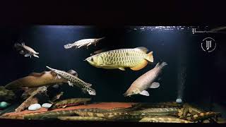 Prehistoric Fish collection featuring Turkana bichir bichir [upl. by Marpet]