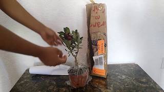 Unboxing Adenium Obesum Color Morado [upl. by Nylirret563]