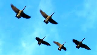 Canada Geese Honking Fly Off amp Landing [upl. by Natanoj]