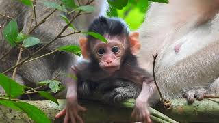 SO ADORABLE LITTLE BABY PEBBLES PLAYING SO HAPPILY ON THE TREEE [upl. by Haek482]