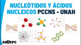 II BIOMOLÉCULAS Nucleótidos y ácidos nucleicos PCCNS  UNAH [upl. by Brooks]