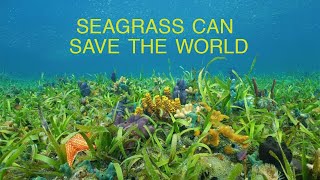 Marine Plants Can Save the World  Part 1 Seagrass [upl. by Rahm]